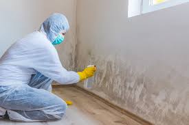 Best Mold Damage Restoration  in Devine, TX