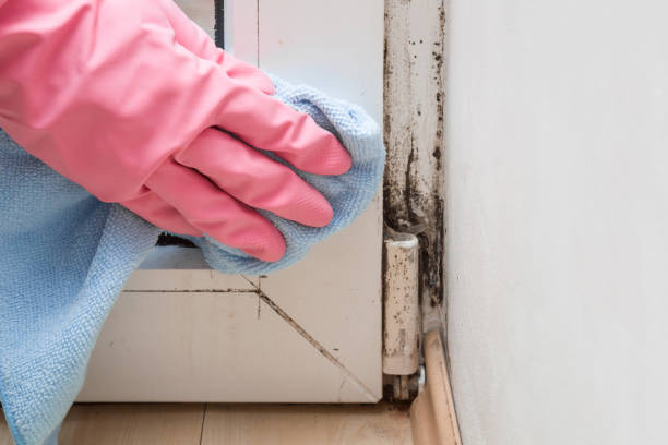 Best Biohazard Mold Removal  in Devine, TX